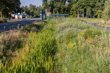 Ditch on Wageningen University Campus has completely dried up as a result of the heat wave in the summer of 2022. Still a lot of biodiversity of plants in and around the ditch - obrazy, fototapety, plakaty