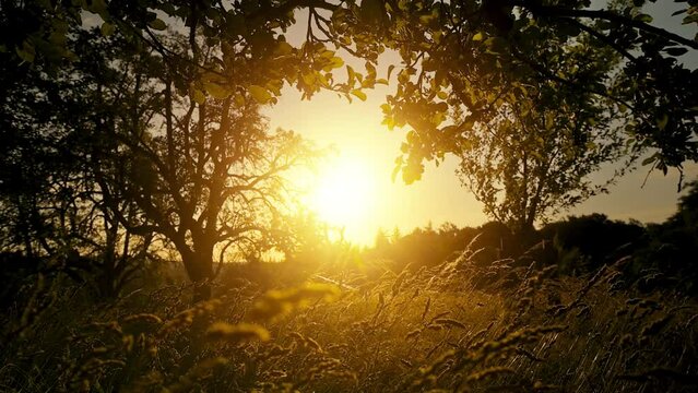 High grass and branches moving gently with the wind at sunrise, warm gold color mood with the sun in the middle, framed by trees 
