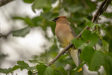 Cedar Waxwing in a Mulberry tree looking for flower buds to eat