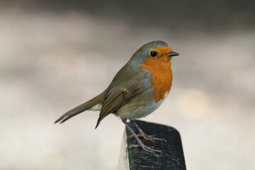 A Robin Redbreast sitting on a small branch of a tree. This photo has been taken in a forest in Preston, Lancashire. These birds are often associated with Christmas.