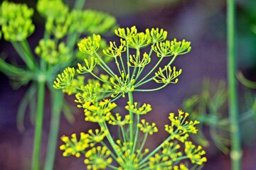 Nahaufnahme Dillblüten