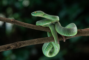 Close up shot of green white lipped pit viper Trimeresurus albolabris attacking position on a branch 
