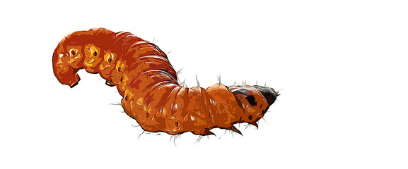 large caterpillar crawling on a white background