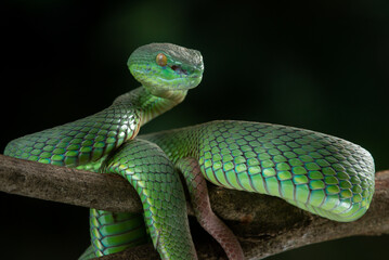 Close up shot of green white lipped pit viper Trimeresurus albolabris attacking position on a branch 