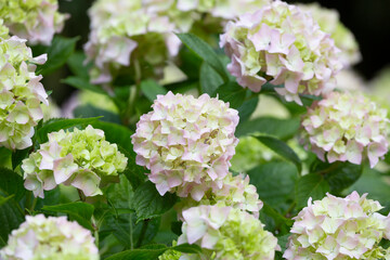 Closeup of green hydrangea (Hydrangea macrophylla)