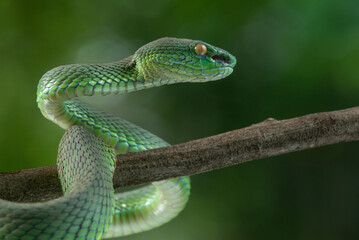 Close up shot of green white lipped pit viper Trimeresurus albolabris attacking position on a branch 