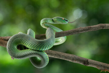 Close up shot of green white lipped pit viper Trimeresurus albolabris attacking position on a branch 