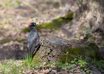 A black woodpecker sits on a tree in the forest on a spring day and looks for insects