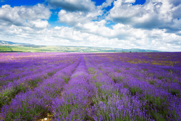 Naklejka na ściany i meble Big field of blooming lavender on a summer day under blue sky