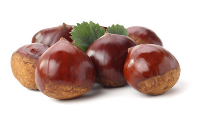 Chestnut on the white background