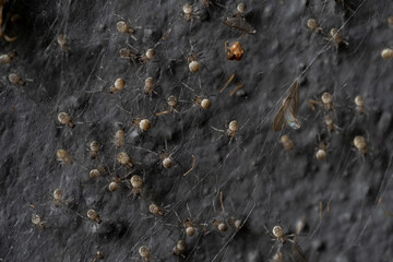 Baby orb weaver spiders, spiderlings, in nest