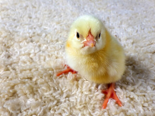 見つめるひよこ © ag-rock