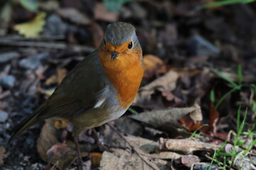 A Robin Redbreast sitting on a small branch of a tree. This photo has been taken in a forest in Preston, Lancashire. These birds are often associated with Christmas.