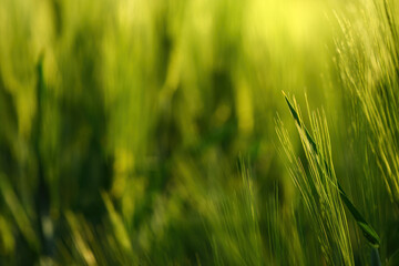 Green unripe cultivated barley (Hordeum Vulgare) field in countryside