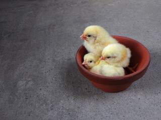 鉢の中の3羽のひよこ © ag-rock
