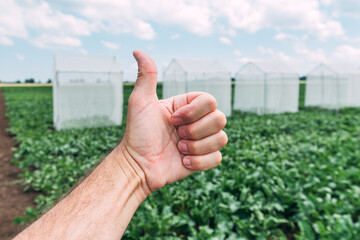 Farm worker gesturing thumbs up in front of sugar beet pollination control tents in cultivated field