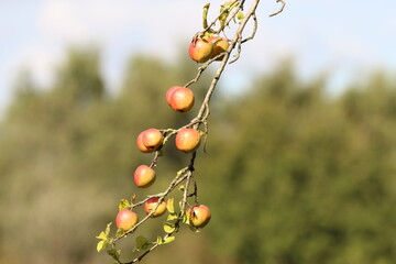 Apples growing from an apple tree in the forest. This fruit is not yet ripe or ready for plucking and picking.
