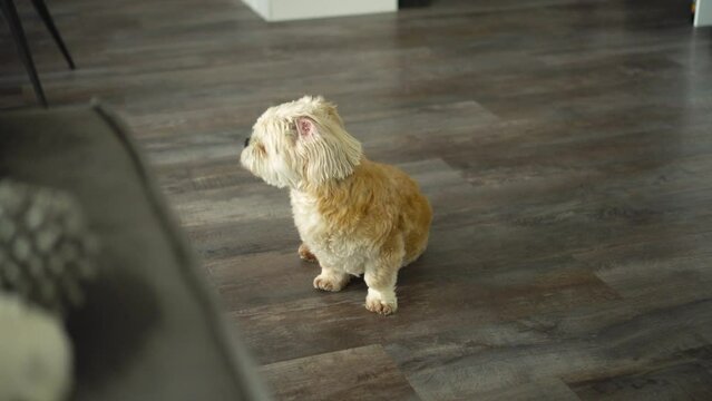 White Shih Tzu boomer dog sits on wooden floor and howls