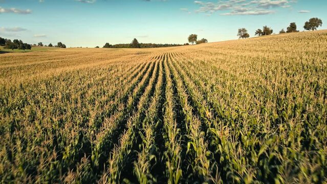 Moving forward over a corn field along the rows of ripe gold plants
