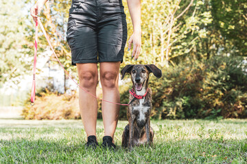 Naklejka na ściany i meble beautiful female dog trainer is training her dog in an outdoor park