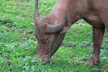 this albino buffalo is a rural animal with a unique genetic skin. with pinkish white skin, standing outdoors in Thailand