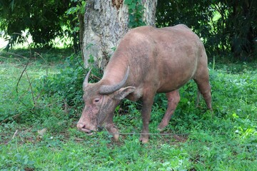 this albino buffalo is a rural animal with a unique genetic skin. with pinkish white skin, standing outdoors in Thailand