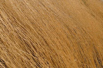 Dry grass background, horizontal frame idea for splash screen or background for products