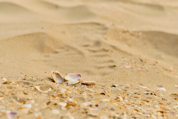 Sea shells on a sandy beach, close-up selective focus, idea for a screensaver or advertising