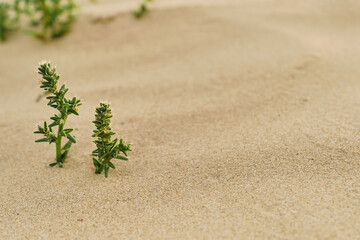 Grass on the sandy beach close-up, space for text. Sand dune ecosystems, close-up and selective focus on grass