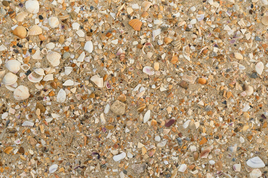 background of shells and sand on the coast of the sea, realistic sand background, for screensaver or advertising