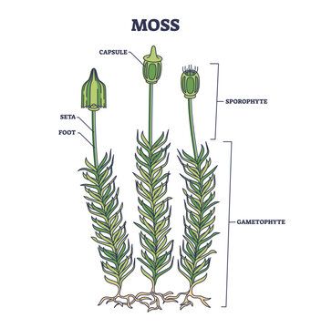 Moss biological anatomy with plant structure and parts outline diagram. Labeled educational scheme with sporophyte, gametophyte, seta, foot and capsule location vector illustration. Herbal clump model
