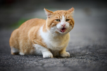 Fototapeta na wymiar Adult red cat white cat sits on the street