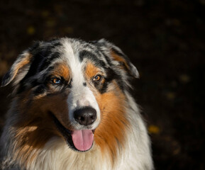 Portrait of an Australian Shepherd with different eyes. Beautiful dog close-up.