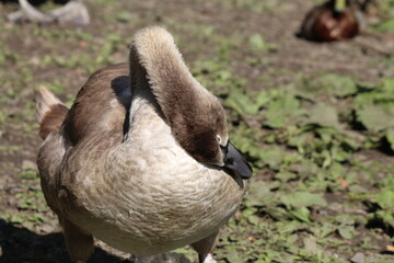 A wild goose cleaning themselves at the edge of a Lake. This photograph was taken in Preston, Lancashire.