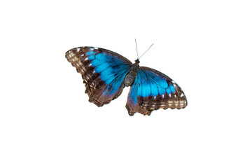 Beautiful blue tropical Morpho butterfly with wings spread and in flight isolated on white background, close-up macro, DOF. Depth of Field, high quality photo