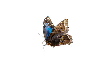Beautiful blue tropical Morpho butterfly with wings spread and in flight isolated on white...