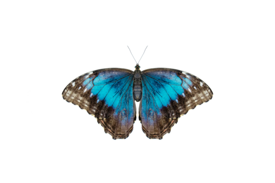 Beautiful blue tropical Morpho butterfly with wings spread and in flight isolated on white background, close-up macro, DOF. Depth of Field, high quality photo