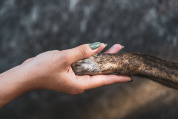 close-up of a human hand hugging a paw of a dog