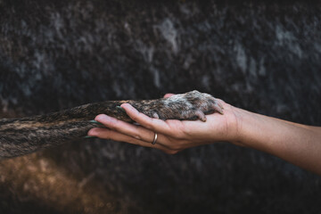 close-up of a human hand hugging a paw of a dog