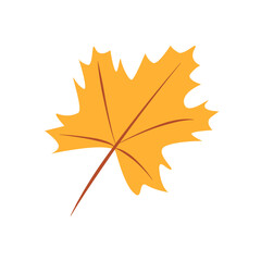 Maple leaf doodle vector illustration, isolate on white.