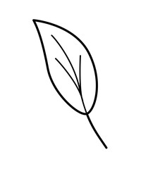 Birch or aspen leaf doodle vector illustration, isolate on white.