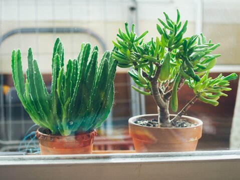 Succulent Plants Stapelia (Apocynaceae) And Crassula Ovata