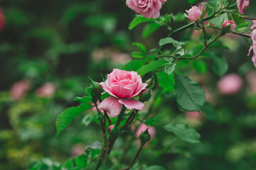 Growing rose bush with pink flowers and green leaves, summer day