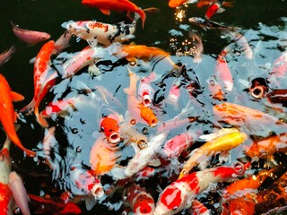 A group of koi fish wait for food in the pond. Many beautiful and colorful fancy carp swim on the surface of the pond. Many Japanese fish waiting for dinner in the evening - Aquatic feeding concept