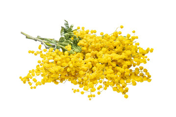Bouquet of fresh spring yellow flower mimosa isolated on white background, as a gift for Mom's day or Valentine's day. Floral symbol of spring, heat and sun, png, DOF. Shallow depth of field - obrazy, fototapety, plakaty