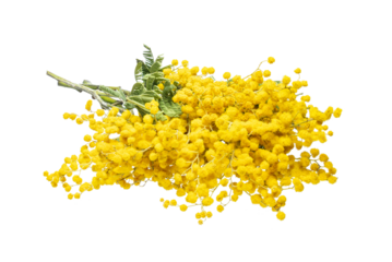 Bouquet of fresh spring yellow flower mimosa isolated on white background, as a gift for Mom's day or Valentine's day. Floral symbol of spring, heat and sun, png, DOF. Shallow depth of field