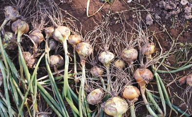 a ripe harvested onion in the field
