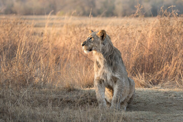 Young Male lion (Panthera Leo) with emerging mane in early morning light