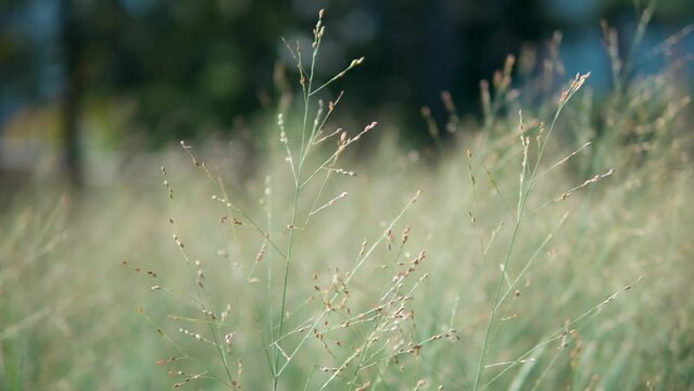 Close Up Of Panicum Virgatum (Heavy Metal) Switchgrass Ornamental Grass