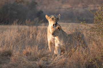 Lioness with cub in the savanna, in early morning light